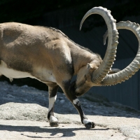 Alpine ibex