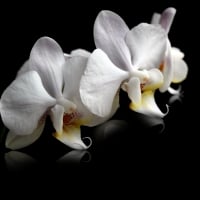 White orchids