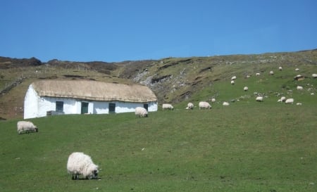 Cottage with sheep in Co. Donegal, Ireland - traditions, fields, landscapes, cottages, nostalgia, animals