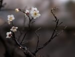 Sakura Blossoms