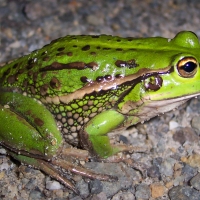 growling grass frog