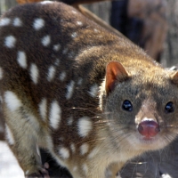 spotted tiger quoll