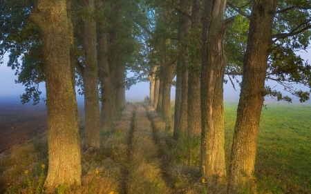 Avenue in Latvia - Latvia, path, trees, avenue, alley, mist