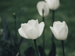 White Tulips