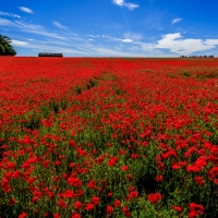 Field Flower Poppy