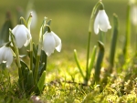 Early spring snowdrops