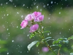 Wild Rose in Rain