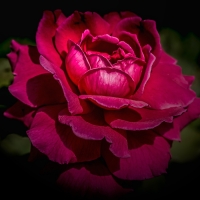 For my dear friend Lucille