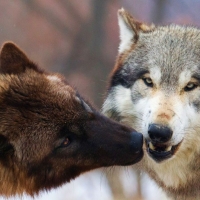 Wolf kiss