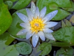 Nymphaea Lotus