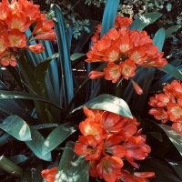 Orange Clivias