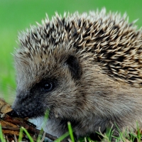 Cute hedgehog