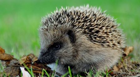 Cute hedgehog