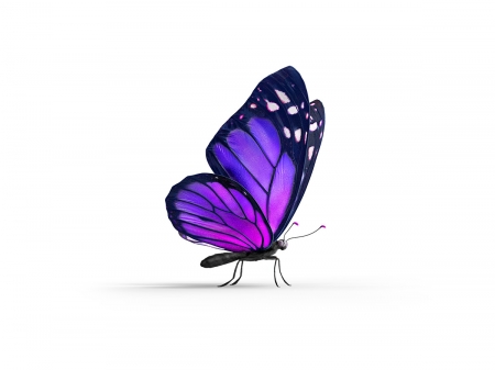 Butterfly - purple, butterfly, marcelo souza, fluture, telus canada, insect