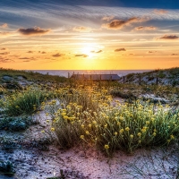 Wildflowers on the Sand Dunes