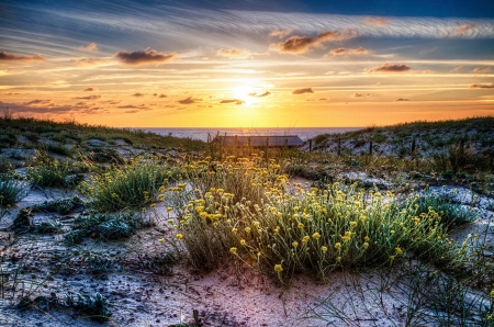 Wildflowers on the Sand Dunes - flowers, clouds, sunset, landscape, sea, sky