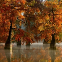 Autumn Cypress Trees