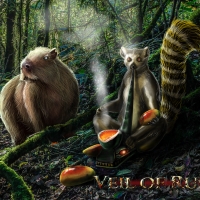 The lemur