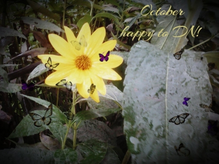 yellow flower - flowers, yellow, rain, butterflies