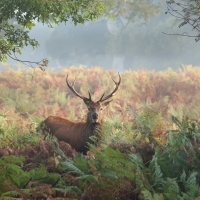 deer stag