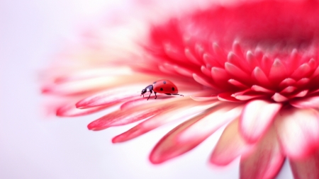 Tiny Ladybug - closeup, nature, photography, ladybug