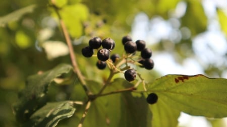 berry - berry, hd, forest, blue