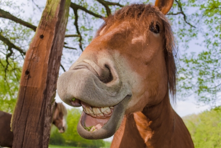 Big smile - smile, animal, funny, face, cal, horse