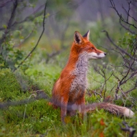Fox