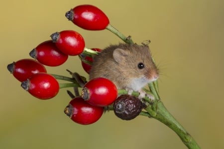 Harvest mouse - rodent, animal, red, berry, fruit, little, mouse, soricel