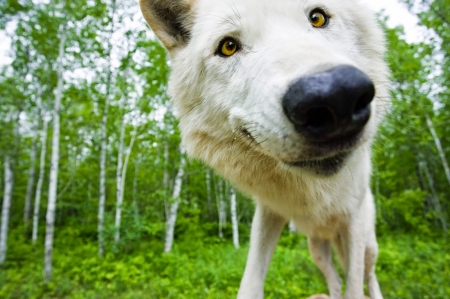 My smile for World Smile Day :) - animal, white, smile, face, selfie, funny, wolf