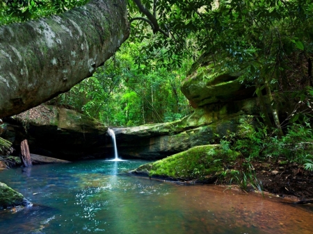 Rain forest - Water, Rocks, Forest, Trees