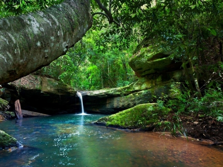 Rain forest - Trees, Forest, Water, Rocks