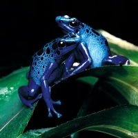 blue dart frogs