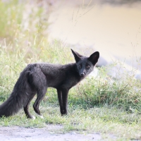 Silver Fox