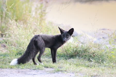 Silver Fox - animal, tail, nature, Fox