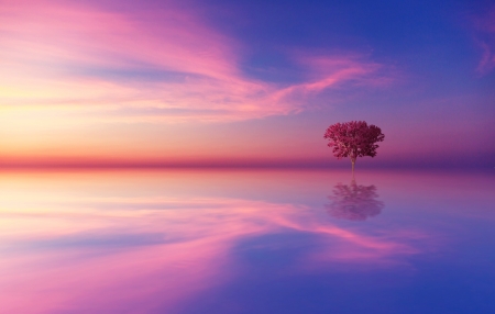 Calm lake - calm, sunlight, lake, pink, tree, sky