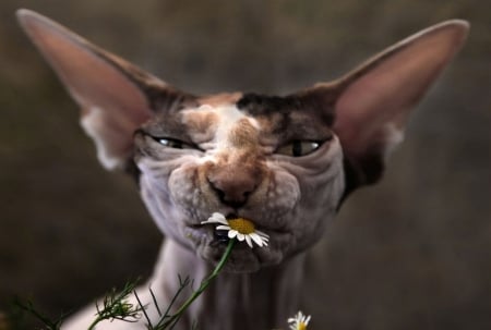 :) - funny, daisy, pisici, face, flower, cat, sphinx