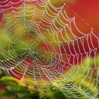 Spider web