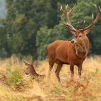 Red Deer Stag & His Hinds