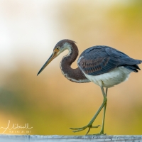 Tricolored Heron