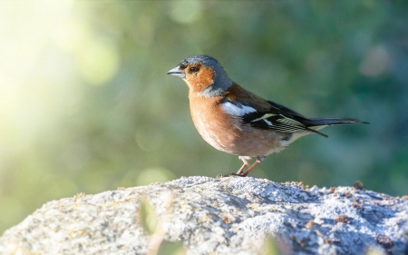 Chaffinch - animal, bird, chaffinch, latvia