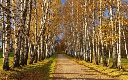 Birch Avenue - path, avenue, alley, road, birches