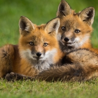 Fox