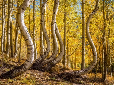 Curved Aspens, Colorado - shadows, leaves, sunlight, trees, autumn