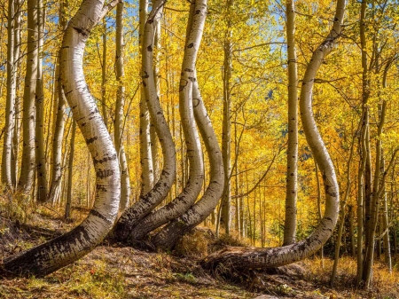 Curved Aspens, Colorado