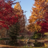 Autumn trees in park with colorful trees