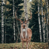 Deer