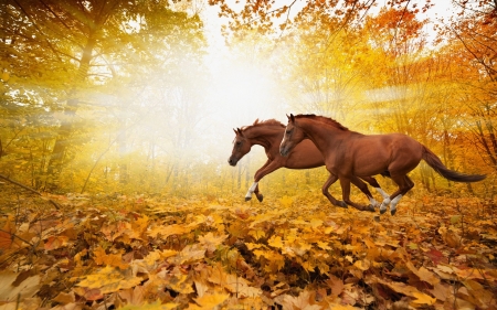 Horses - animal, toamna, yellow, running, autumn, cal, couple, horse