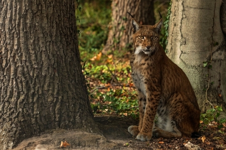 Lynx - animal, photo, nature, Lynx