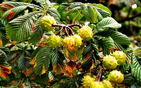 Conkers - Latvia, conkers, chestnut, tree